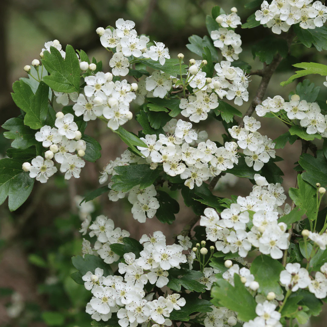 Common Hawthorn Hedging | Crataegus monogyna