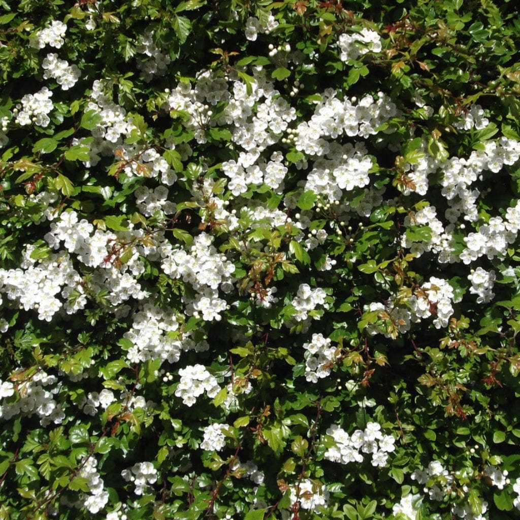 Common Hawthorn Hedging | Crataegus monogyna - Image 2