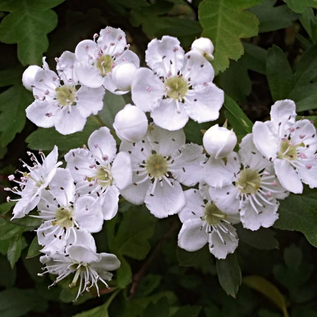 Common Hawthorn Hedging | Crataegus monogyna - Image 3