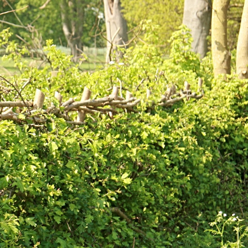 Common Hawthorn Hedging | Crataegus monogyna - Image 5