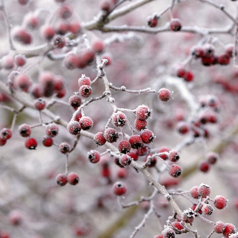 Common Hawthorn Hedging | Crataegus monogyna - Image 6