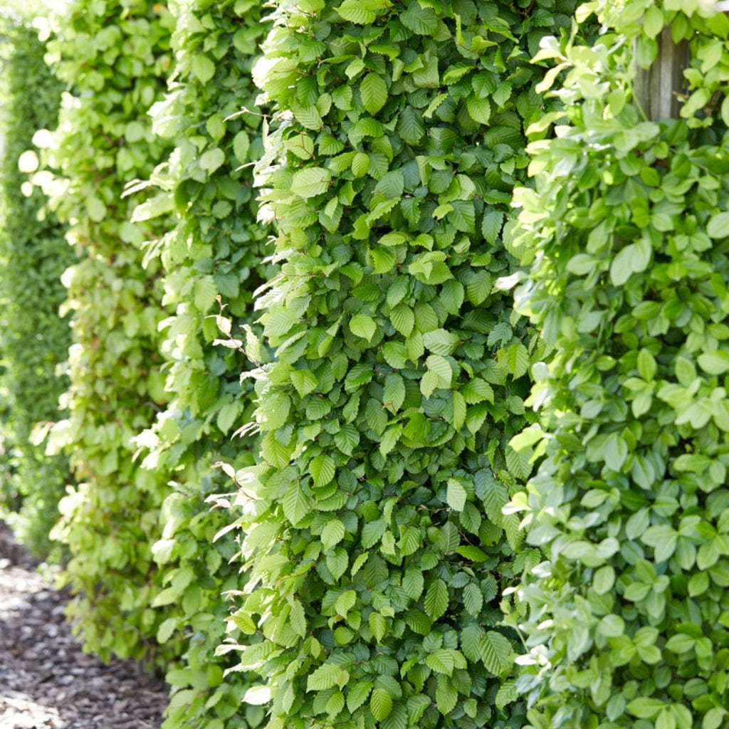 Common Hornbeam Hedging | Carpinus betulus - Image 2