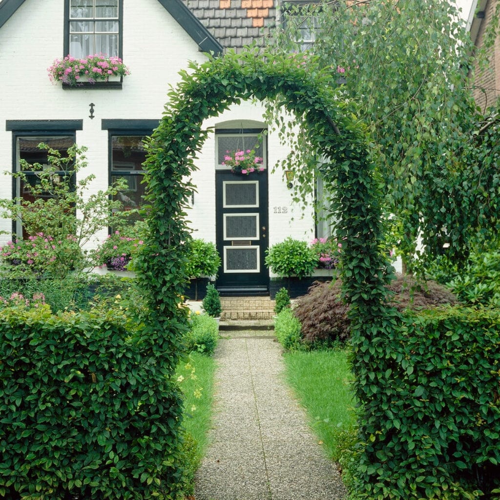 Common Hornbeam Hedging | Carpinus betulus - Image 4