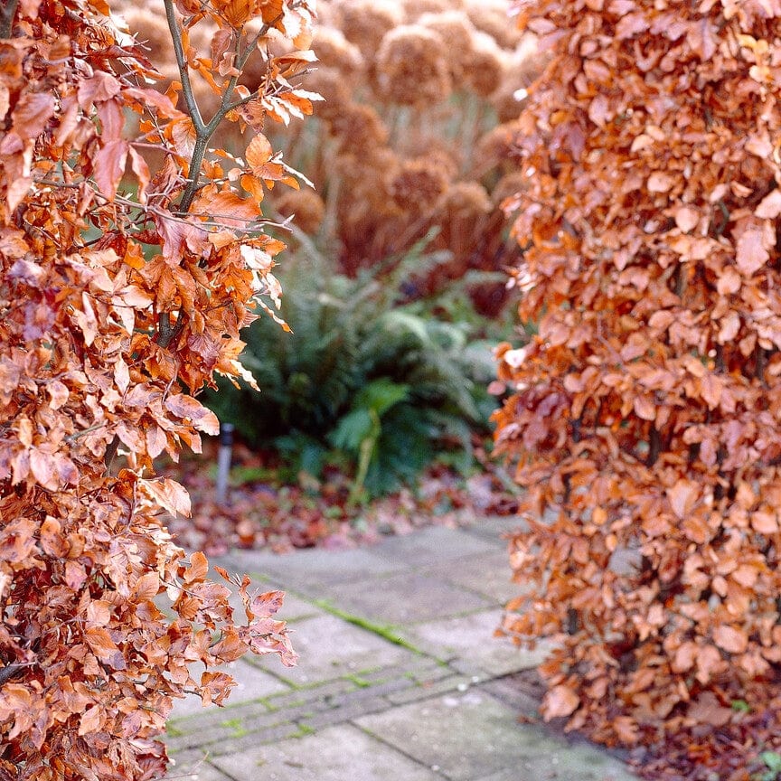 Common Hornbeam Hedging | Carpinus betulus - Image 5