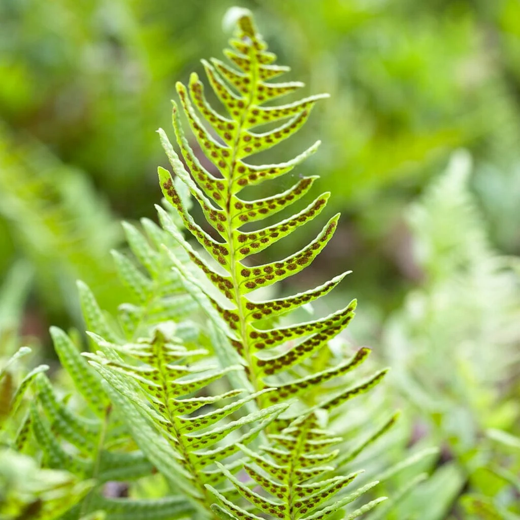 Native Evergreen Fern | Polypodium vulgare - Image 3