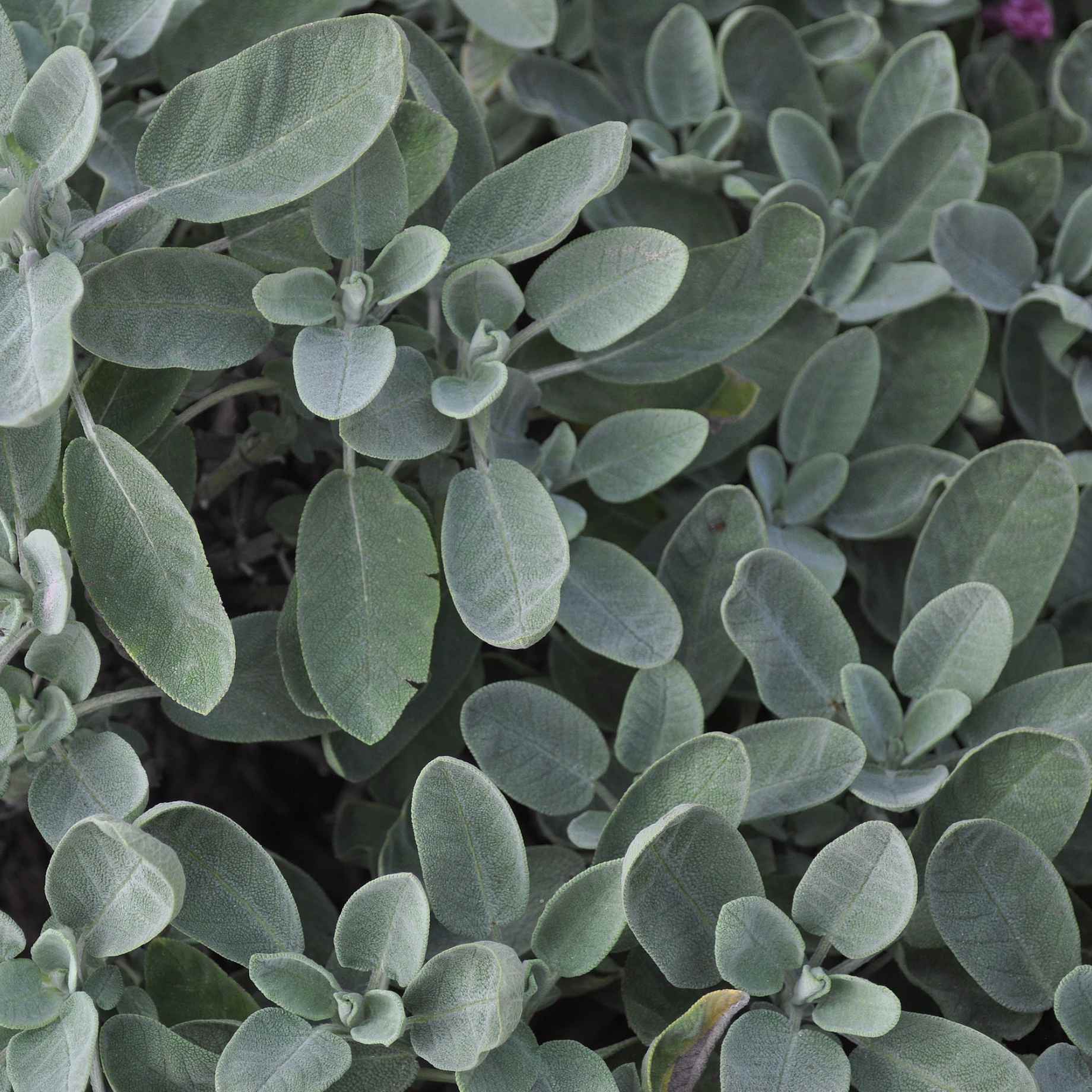 Common Sage Plant - Image 2