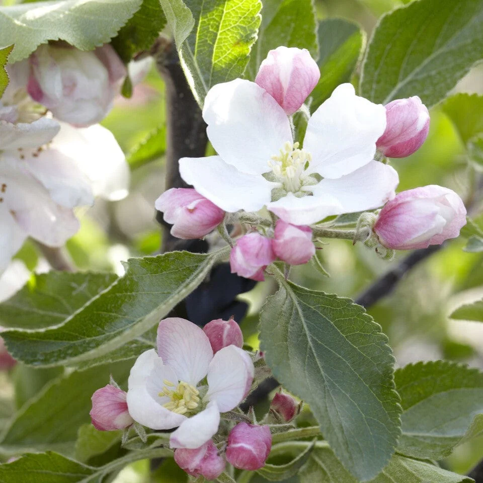 'Cox's Orange Pippin' Apple Tree - Image 3