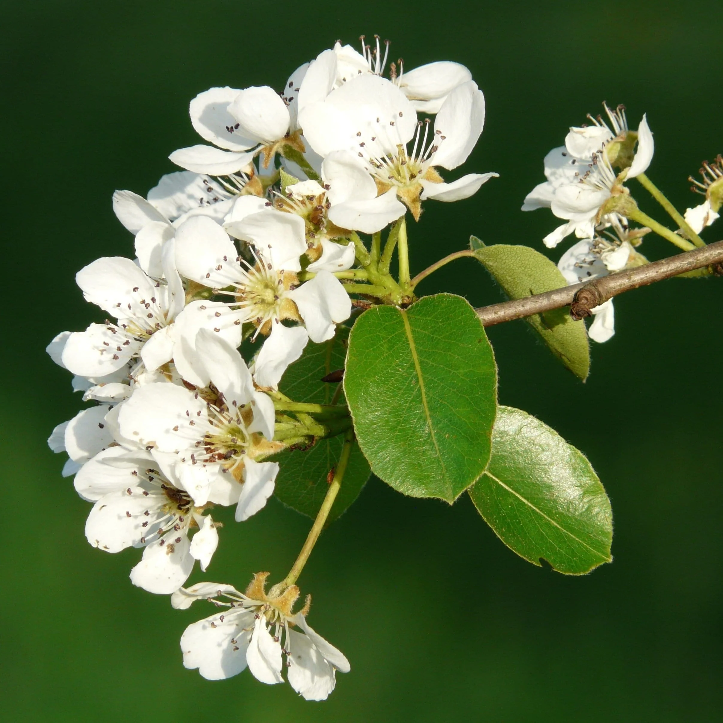 'Concorde' Pear Tree - Image 5