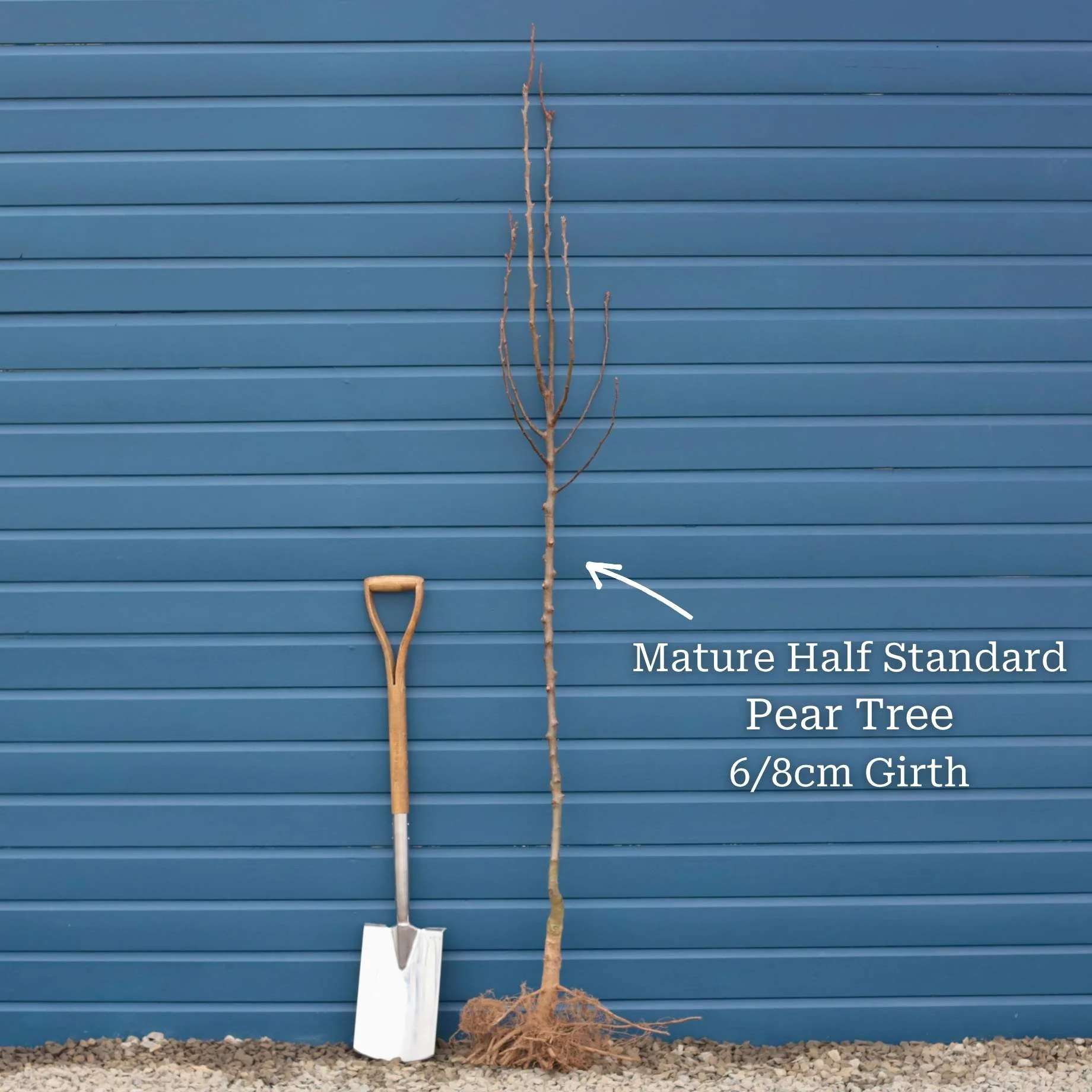 'Conference' Pear Tree - Image 10