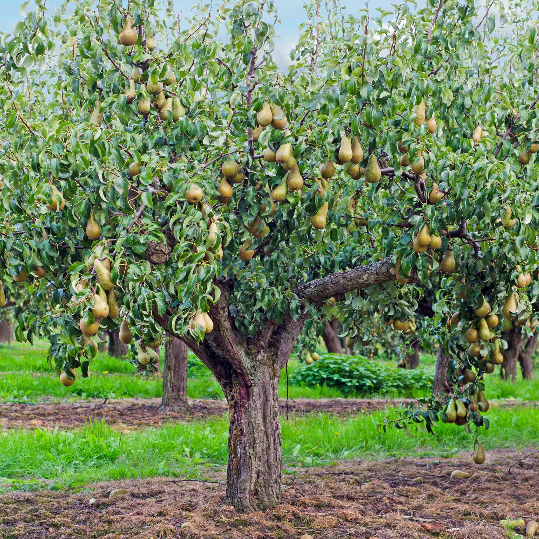 'Conference' Pear Tree - Image 4