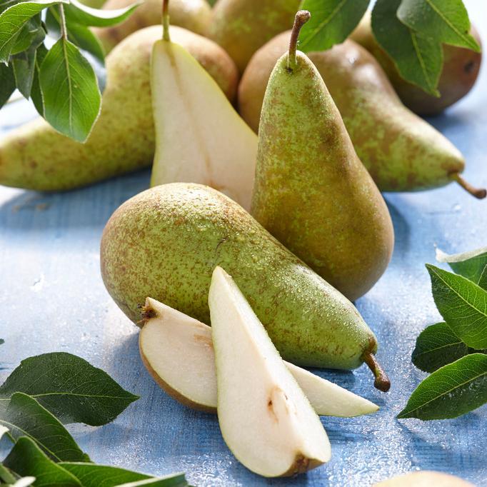 'Conference' Pear Tree - Image 6