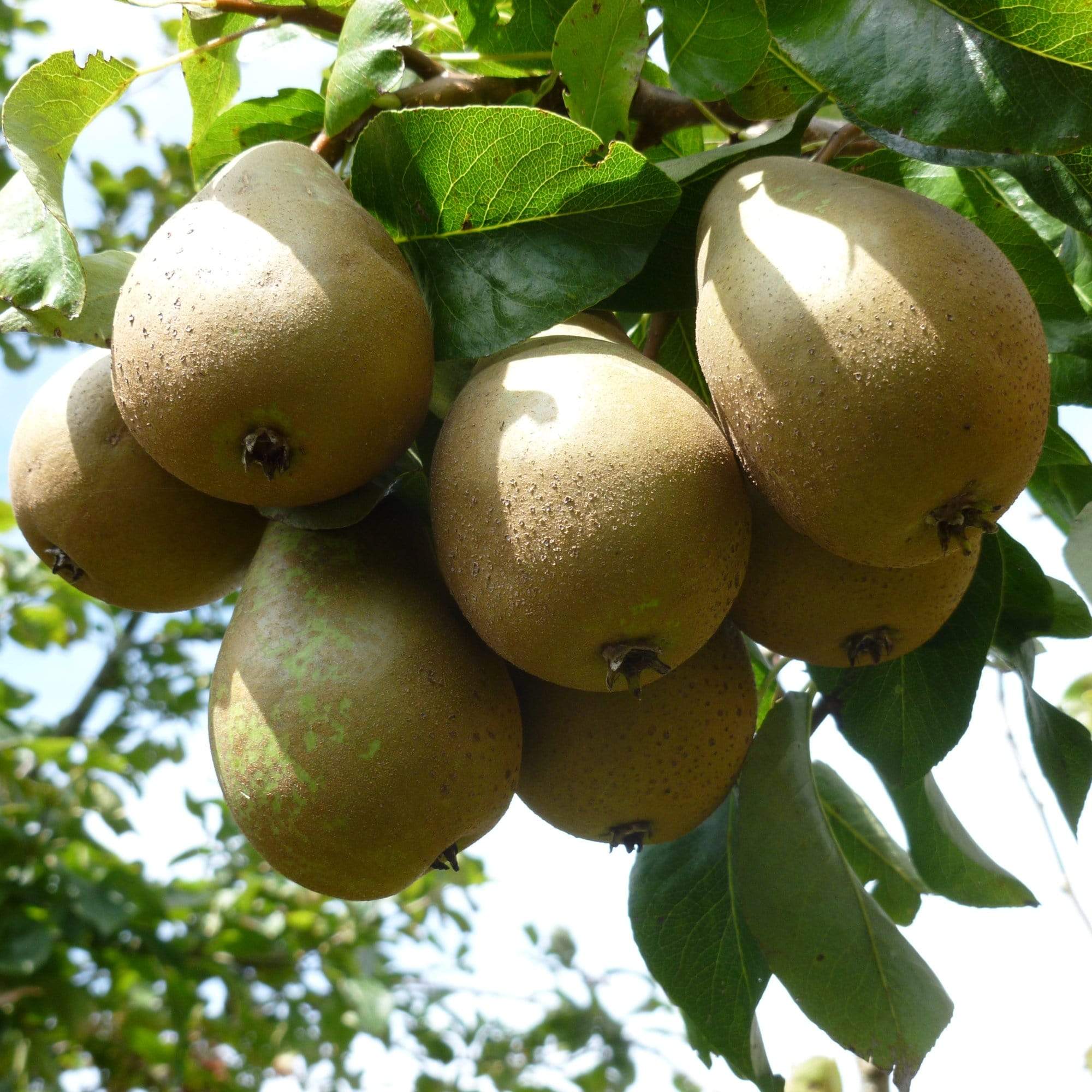 'Conference' Pear Tree - Image 7