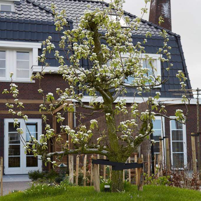 'Conference' Pear Tree - Image 8
