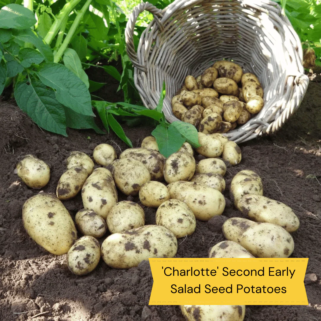 Container Growing Seed Potato Pack | Growers' Choice - Image 3