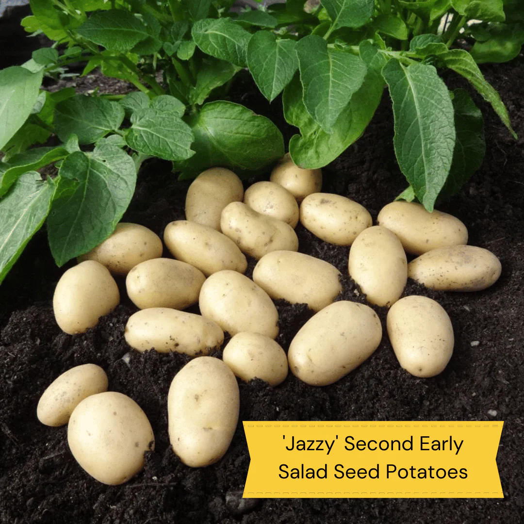 Container Growing Seed Potato Pack | Growers' Choice - Image 4