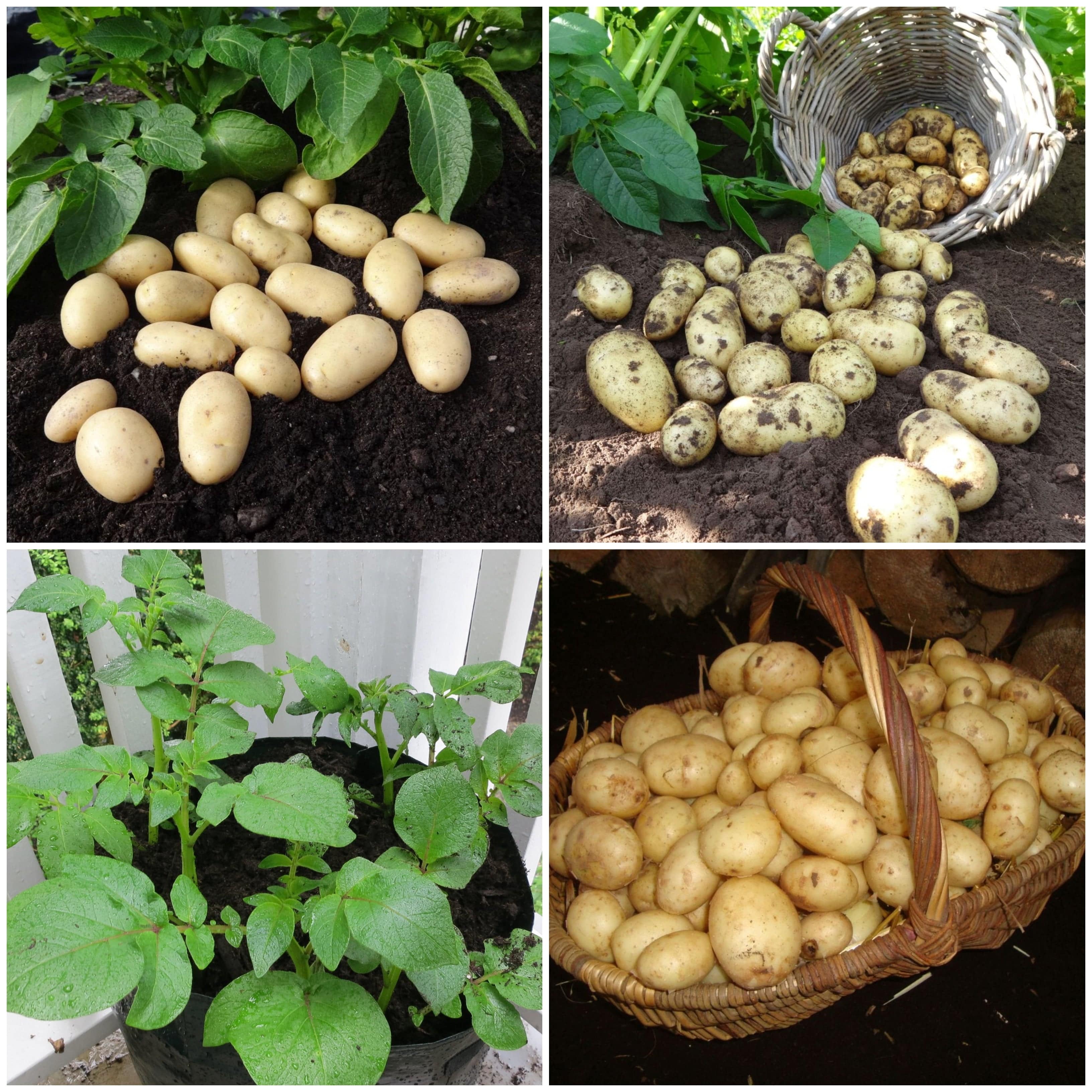Container Growing Seed Potato Pack | Growers' Choice - Image 5