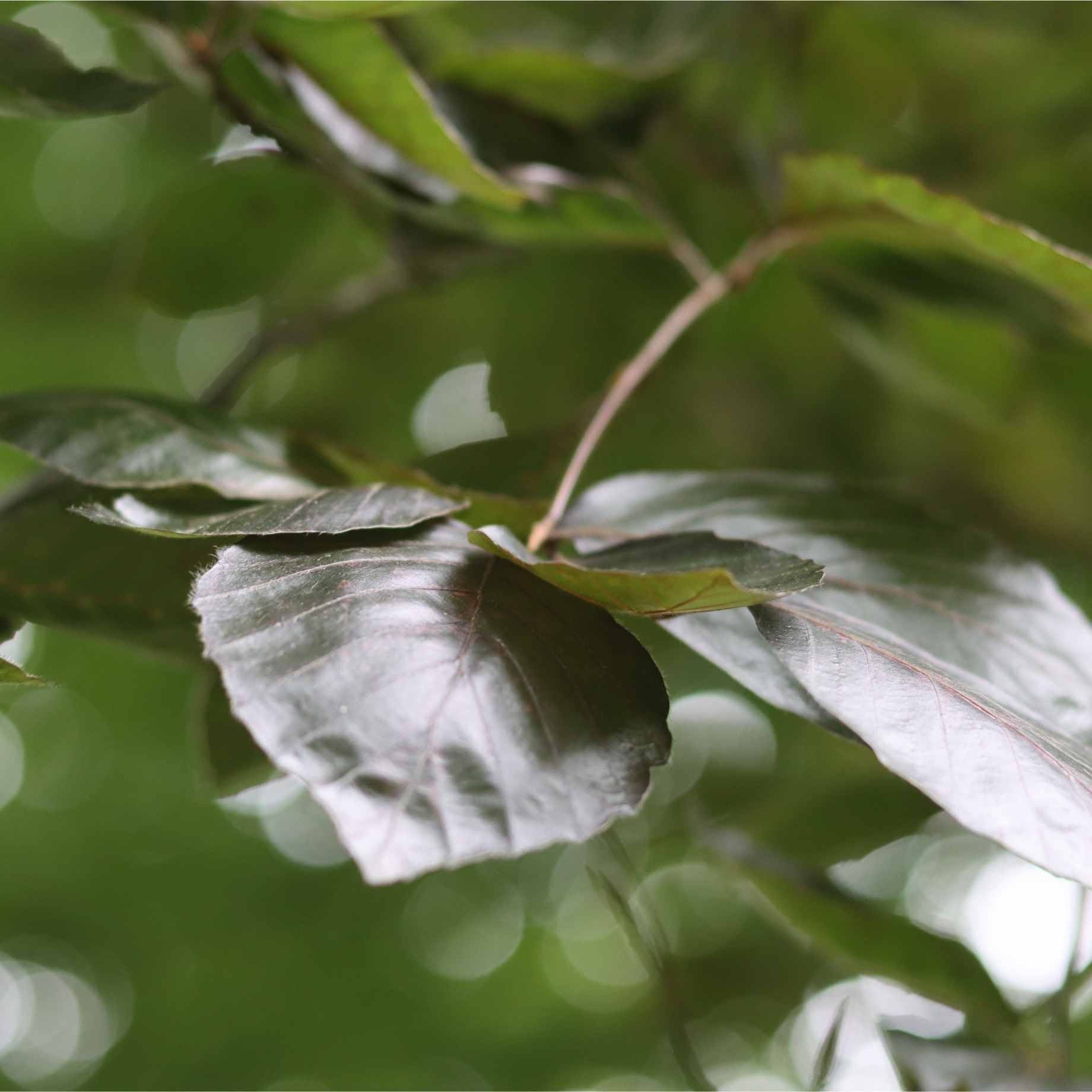 Copper Beech Tree | Fagus sylvatica 'Atropunicea' - Image 3