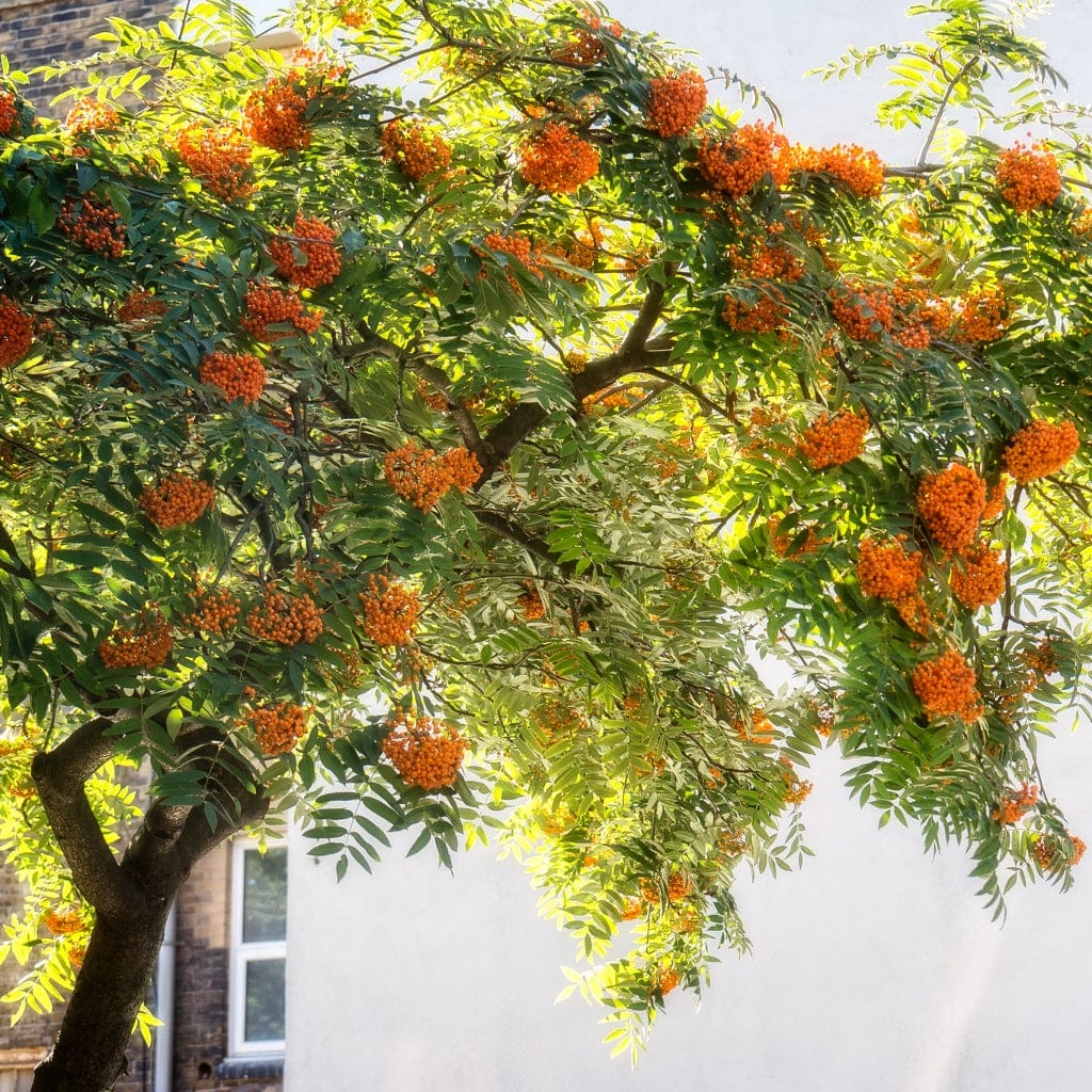 'Copper Kettle' Rowan Tree | Sorbus - Image 6