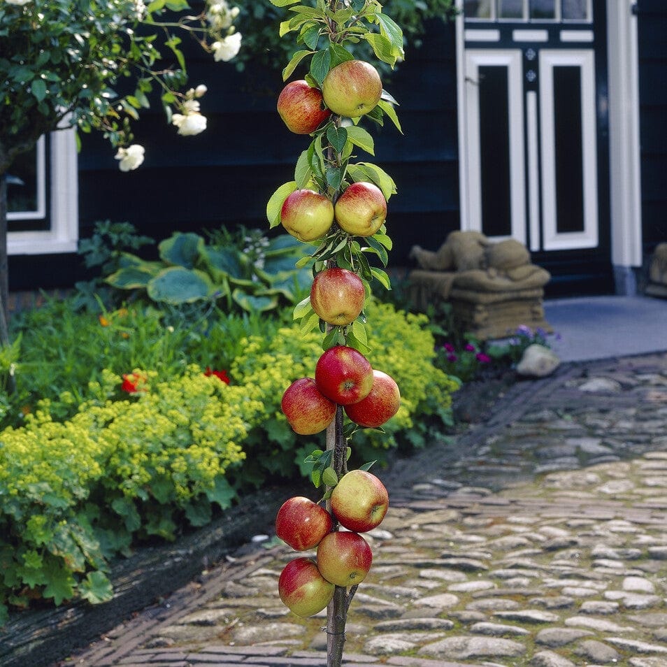 Cordon Apple Tree - Image 4