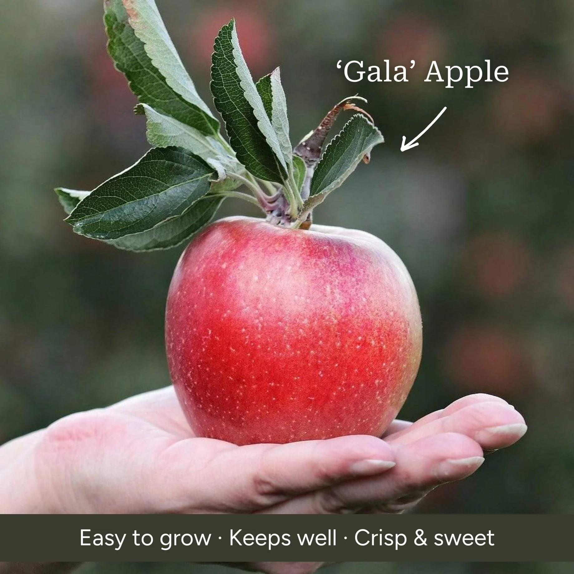 Cross-Pollinating Apple Collection | Bramley, Gala & James Grieve - Image 2