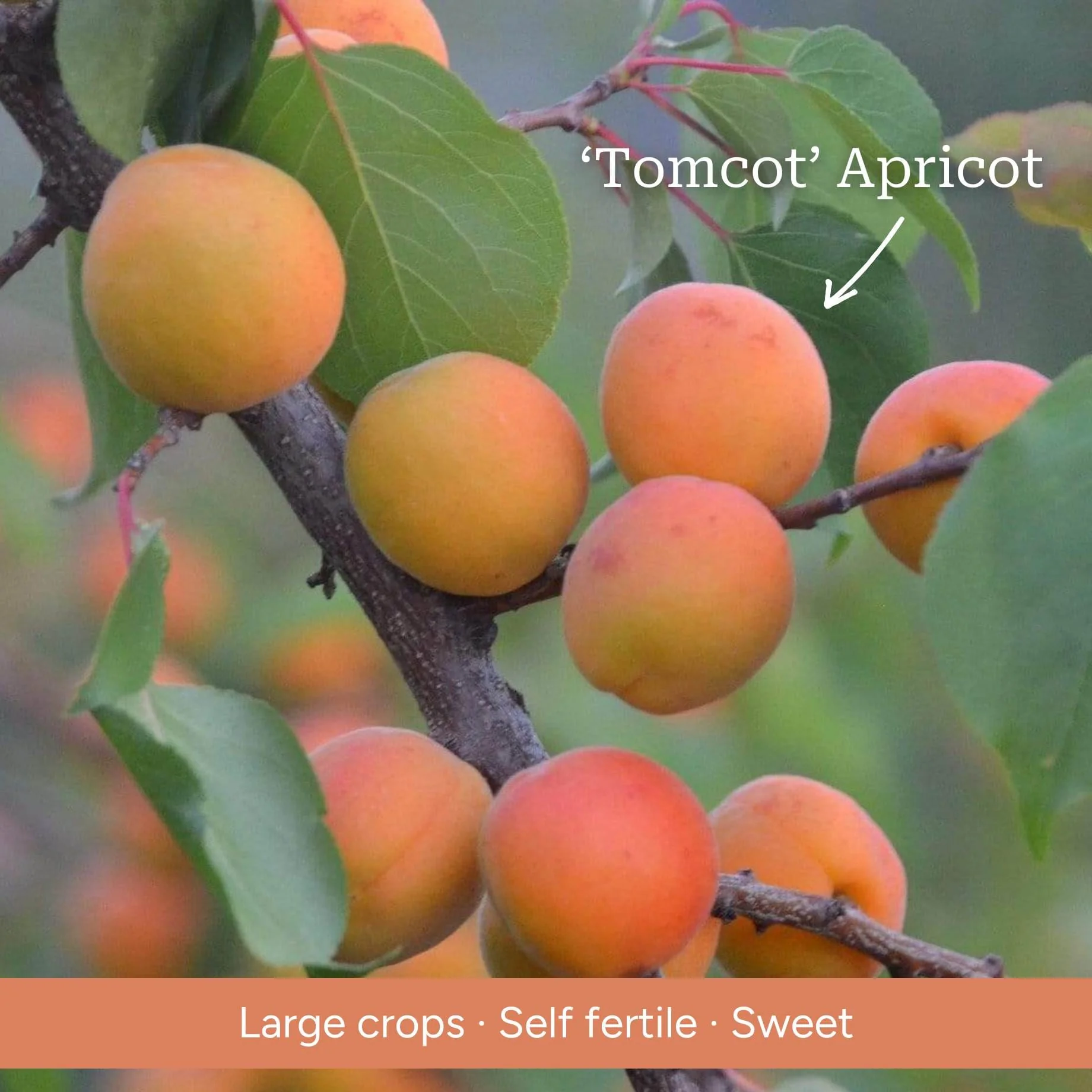 Cordon Apricot Tree - Image 5
