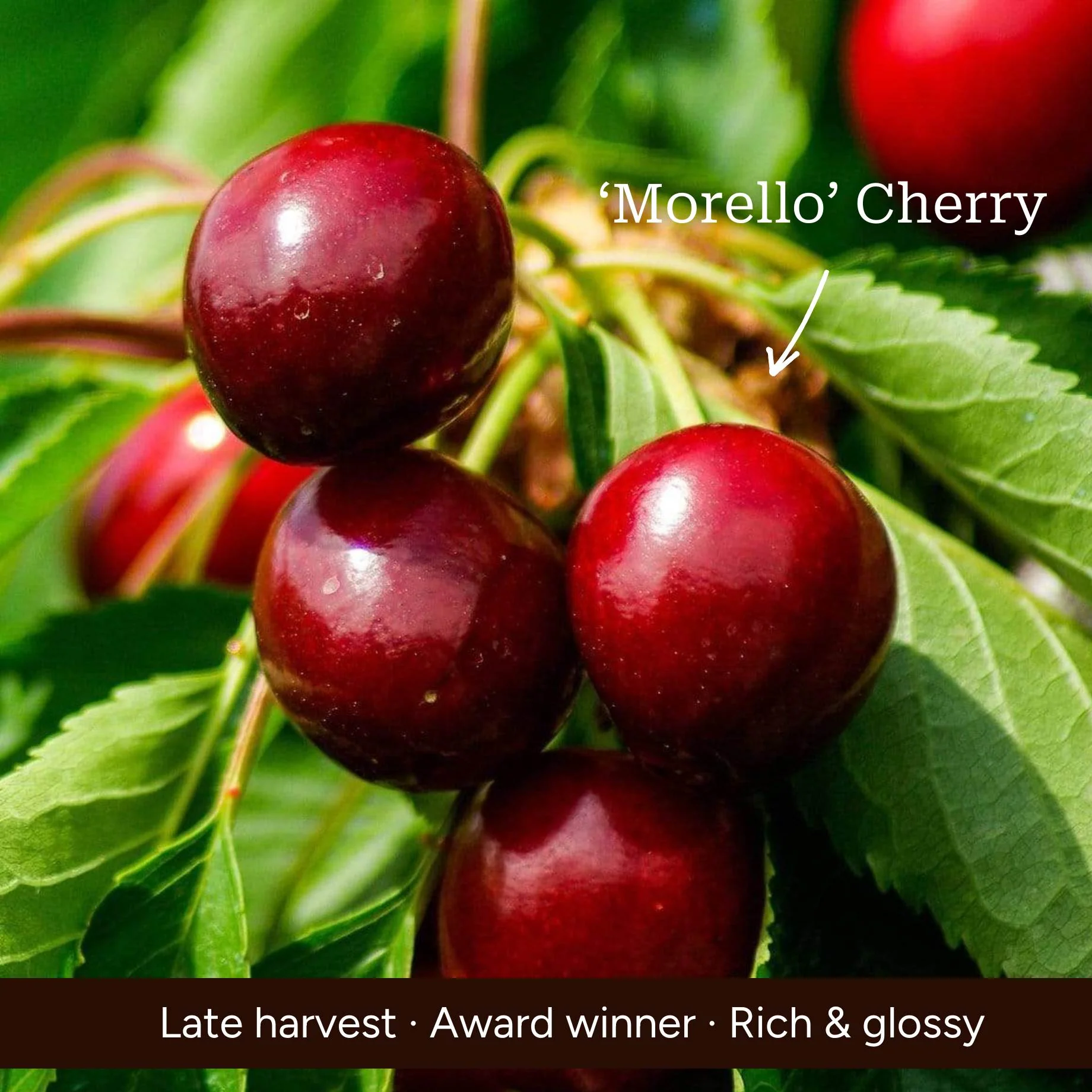 The 3 Best Fruit Trees for Small Gardens | Apple, Cherry & Fig - Image 4