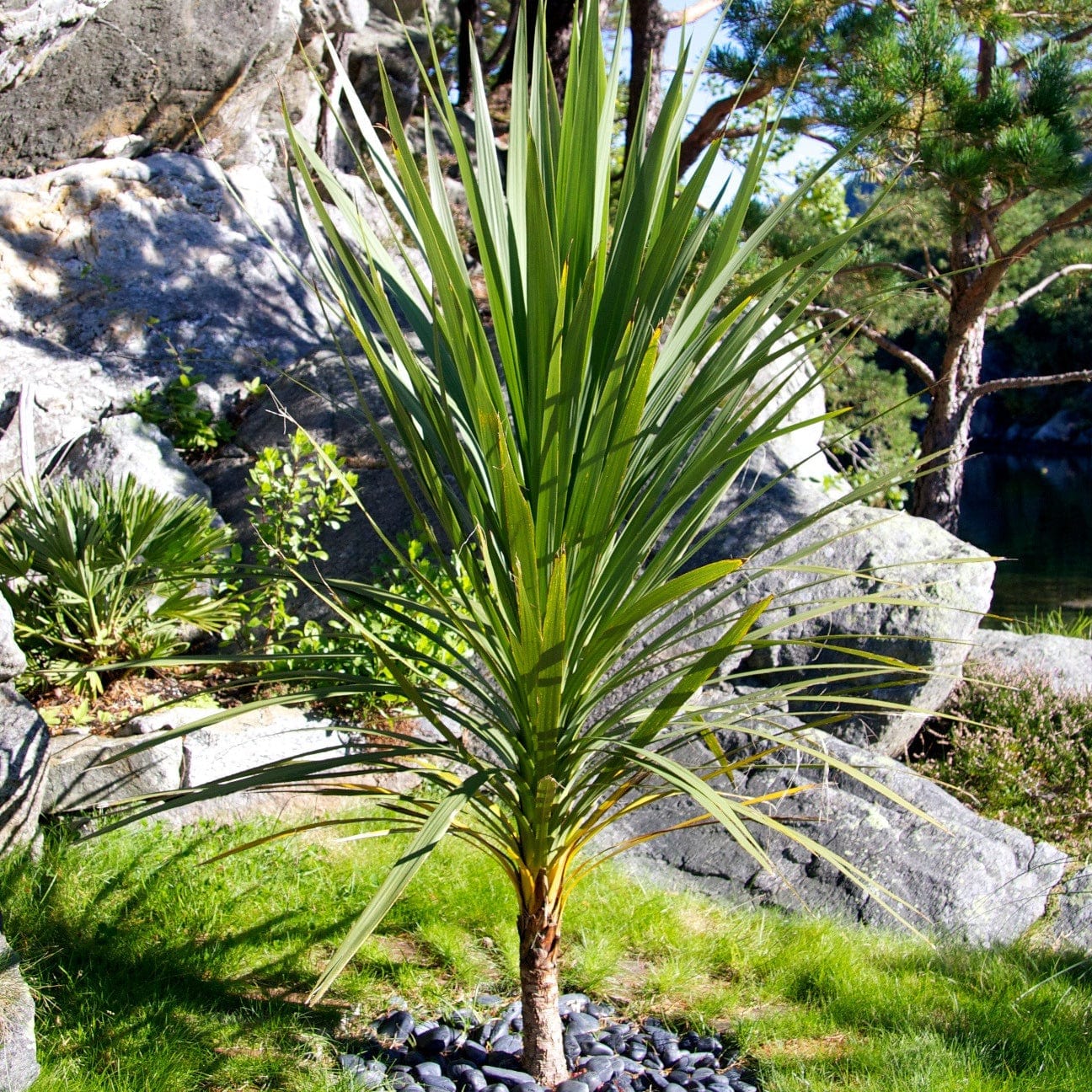 Cordyline australis | New Zealand Palm - Image 4