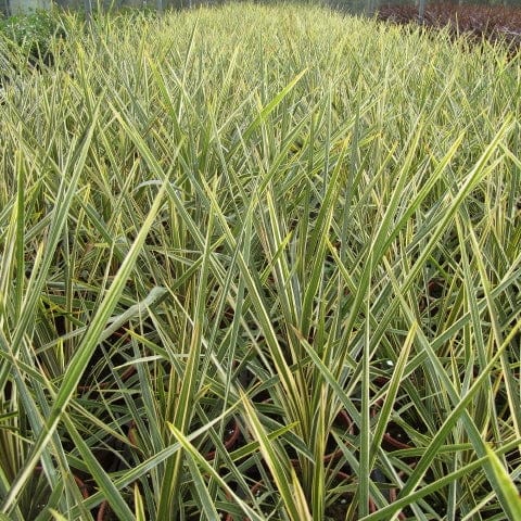 Cordyline 'Torbay Dazzler' | New Zealand Palm - Image 3