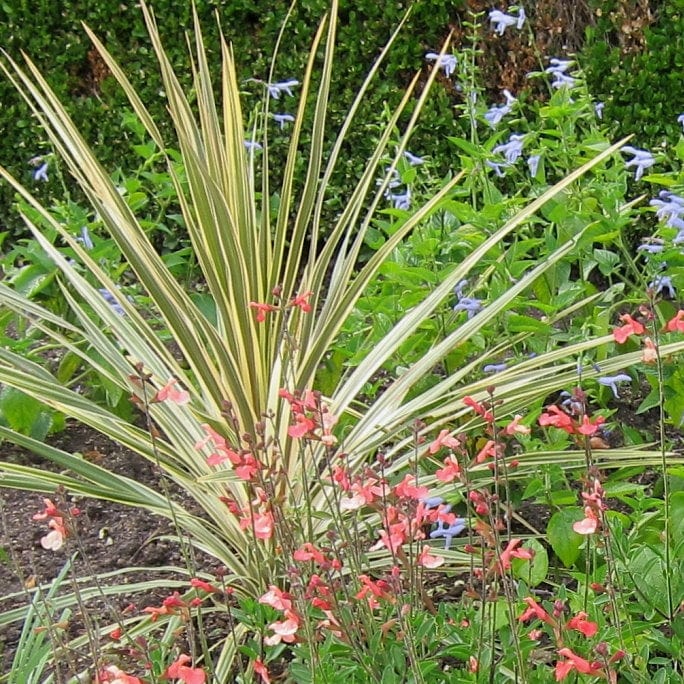Cordyline 'Torbay Dazzler' | New Zealand Palm - Image 4