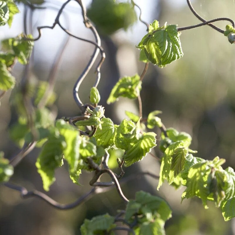 Corkscrew Hazel | Corylus avellana 'Contorta' - Image 4