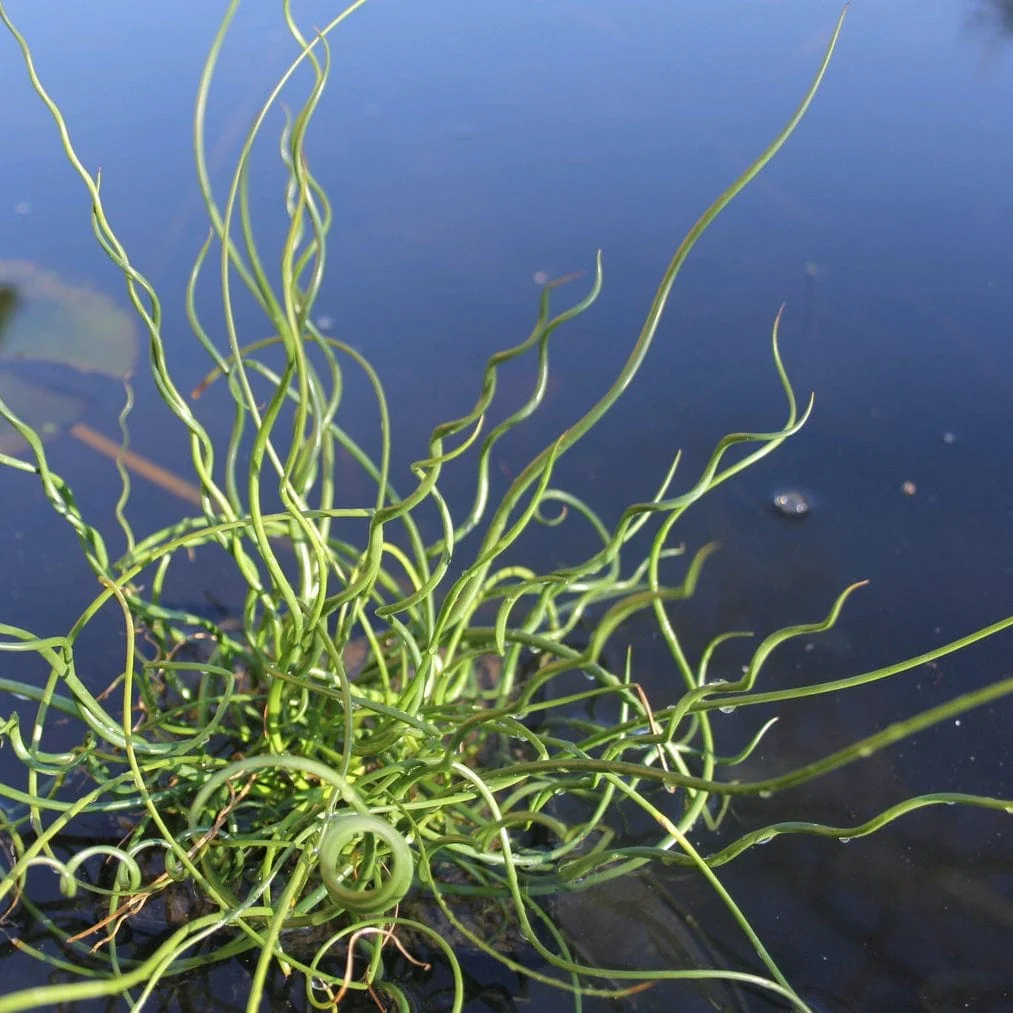 Corkscrew Rush | Juncus effusus spiralis