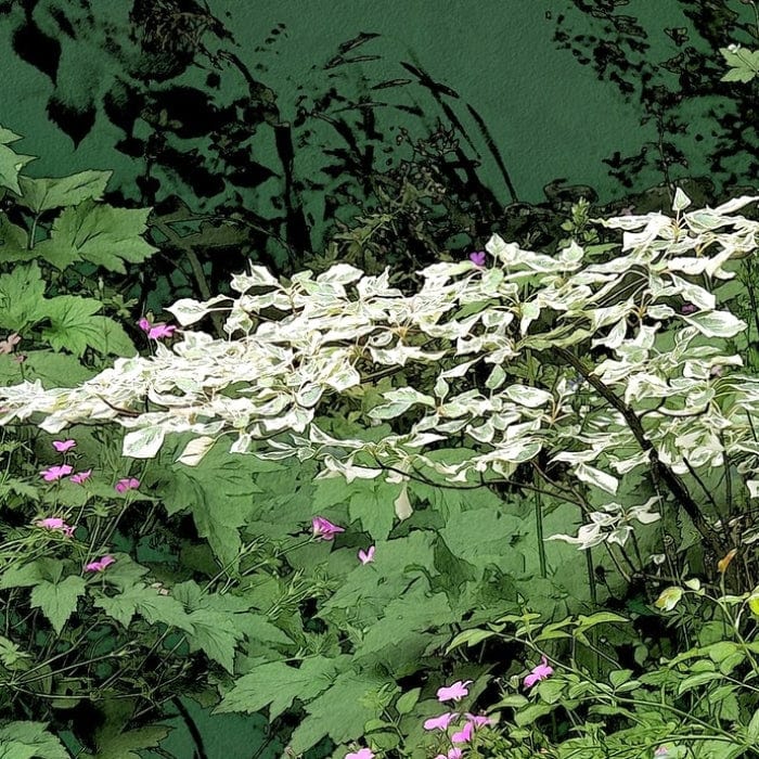 Wedding Cake Tree | Cornus contraversa 'Variegata' - Image 5