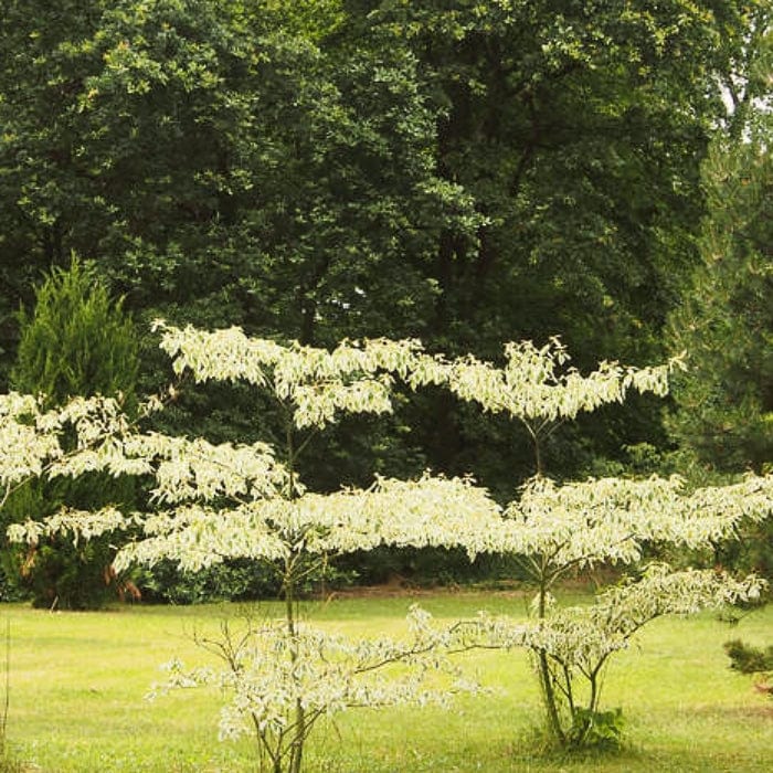 Wedding Cake Tree | Cornus contraversa 'Variegata' - Image 6