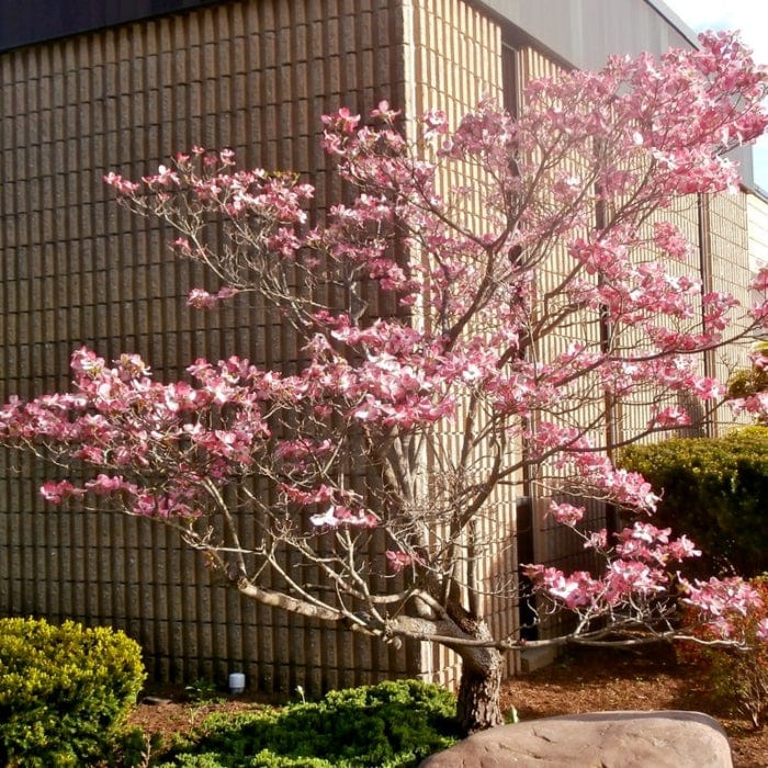 Pink Flowering Dogwood Tree | Cornus florida 'Rubra'