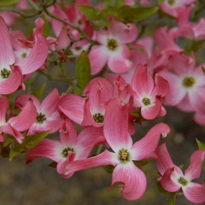 Pink Flowering Dogwood Tree | Cornus florida 'Rubra' - Image 2