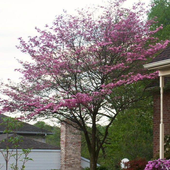 Pink Flowering Dogwood Tree | Cornus florida 'Rubra' - Image 3