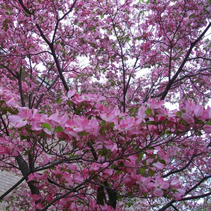 Pink Flowering Dogwood Tree | Cornus florida 'Rubra' - Image 4