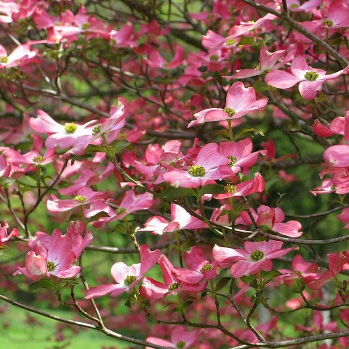 Pink Flowering Dogwood Tree | Cornus florida 'Rubra' - Image 5