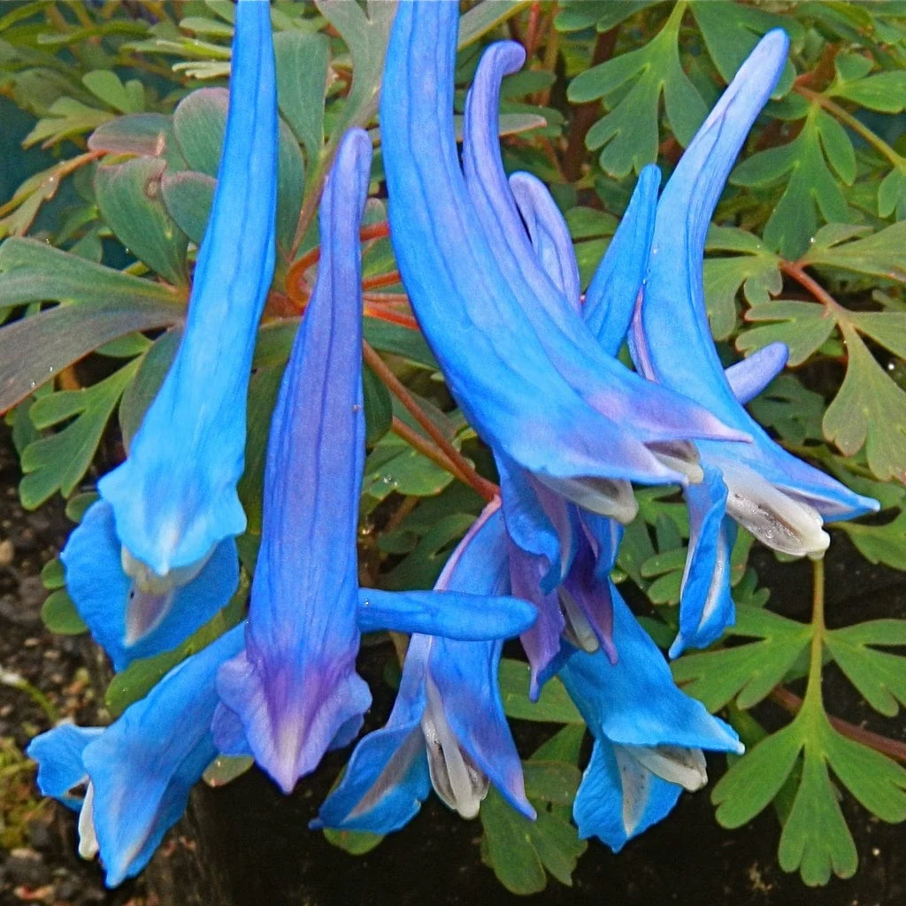Corydalis 'Blue Heron' - Image 2