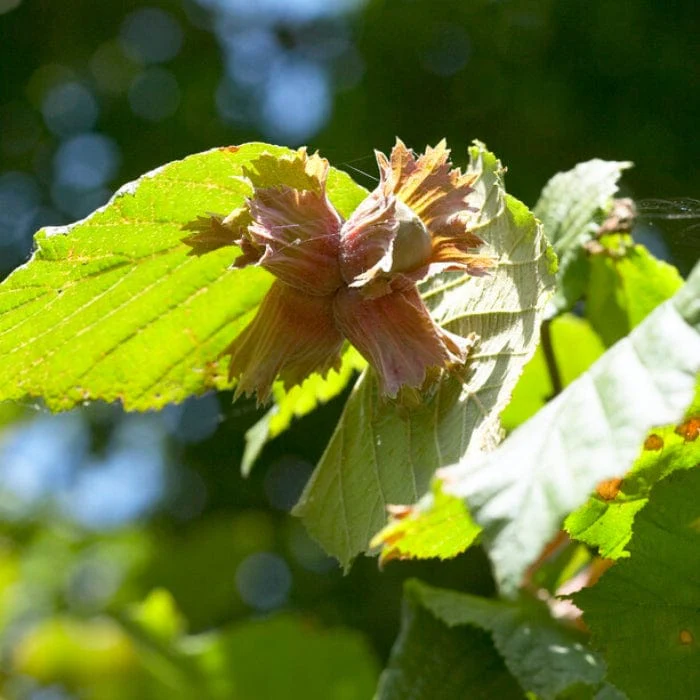 'Cosford' Hazelnut Tree | Corylus avellana - Image 2