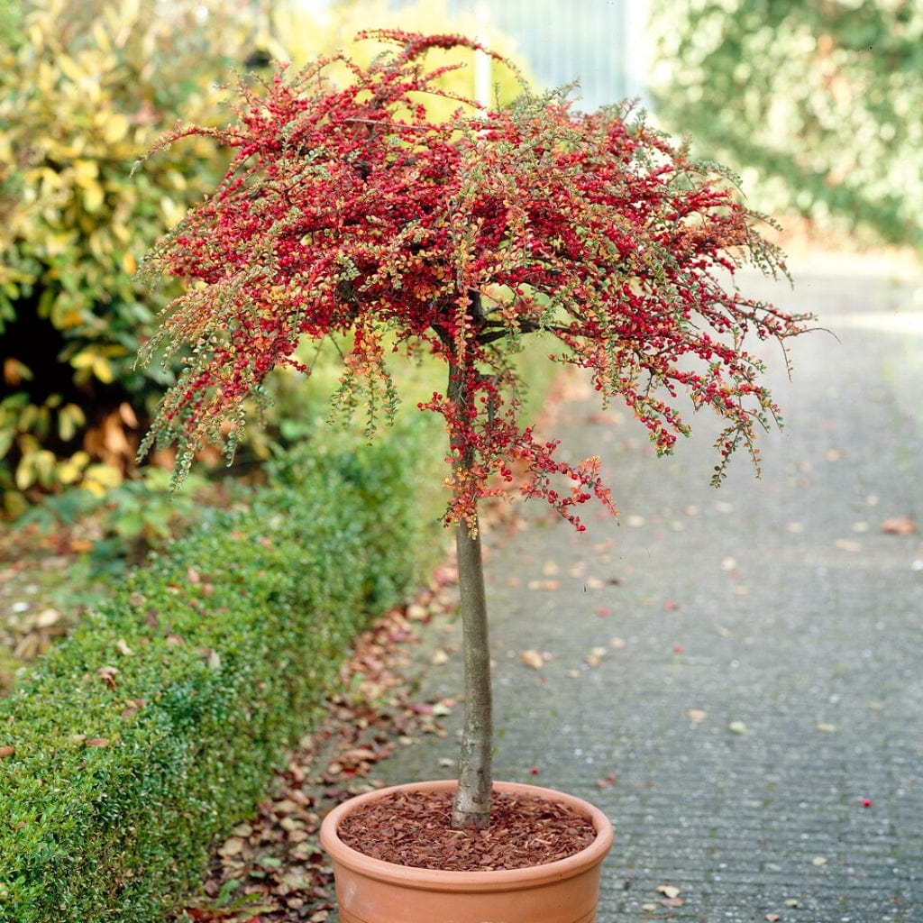 Cotoneaster 'Coral Beauty' - Image 3