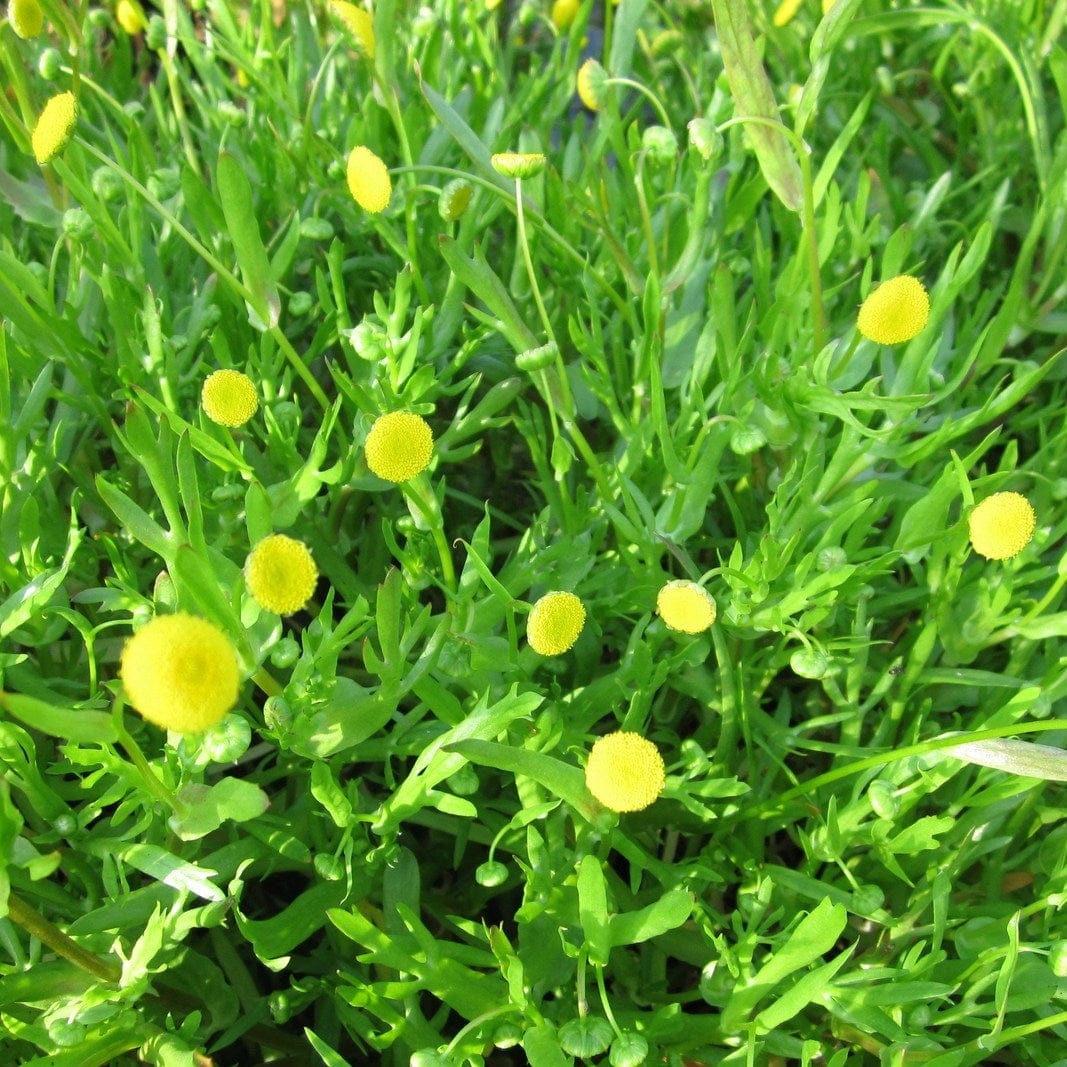 Cotula coronopifolia | Brass Buttons - Image 3