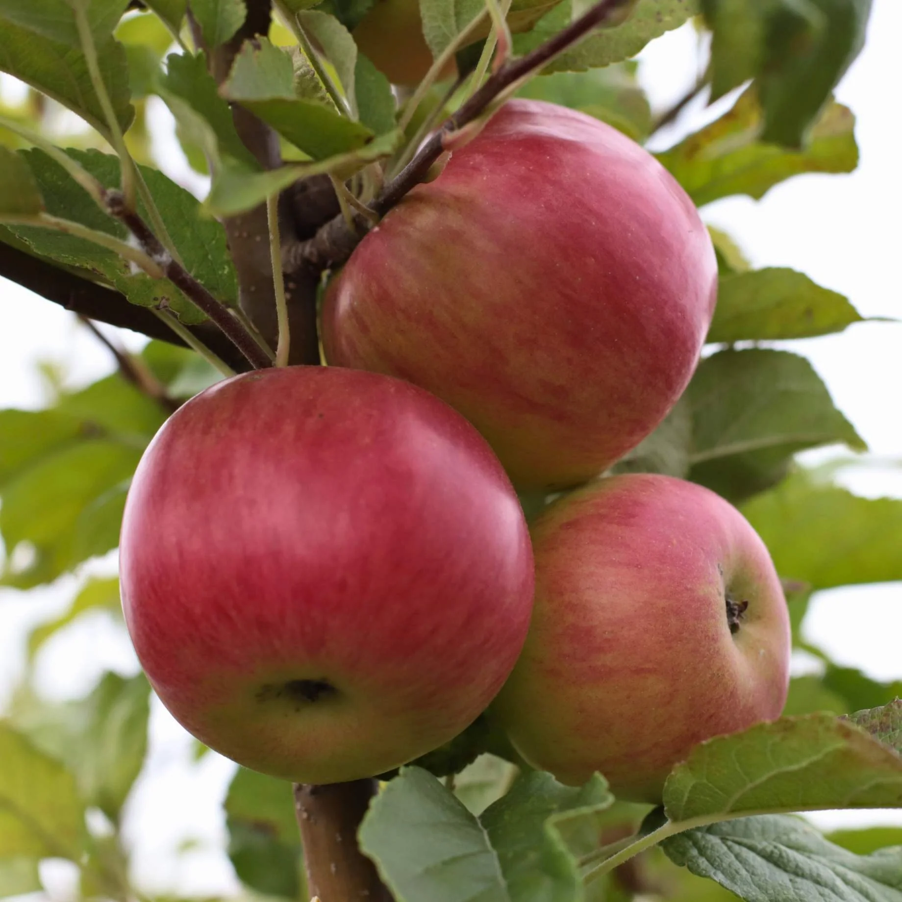 'Cox's Orange Pippin' Apple Tree