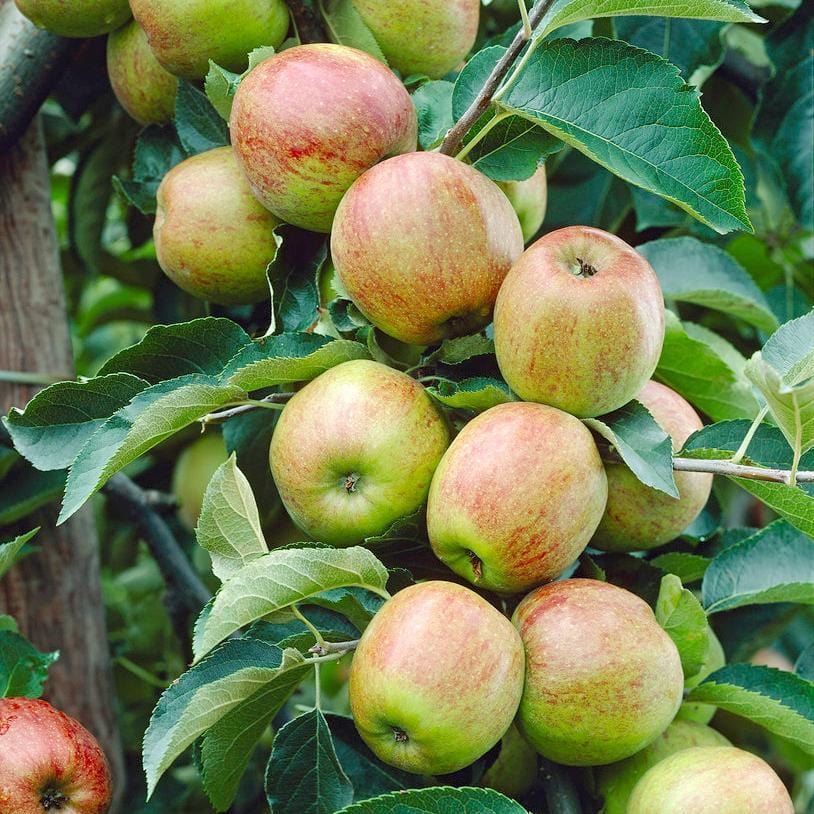'Cox's Orange Pippin' Apple Tree - Image 2