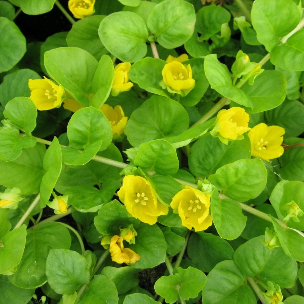 Creeping Jenny | Lysimachia nummularia