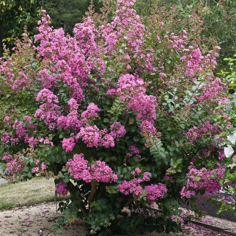 Crepe Myrtle | Lagerstroemia indica - Image 4