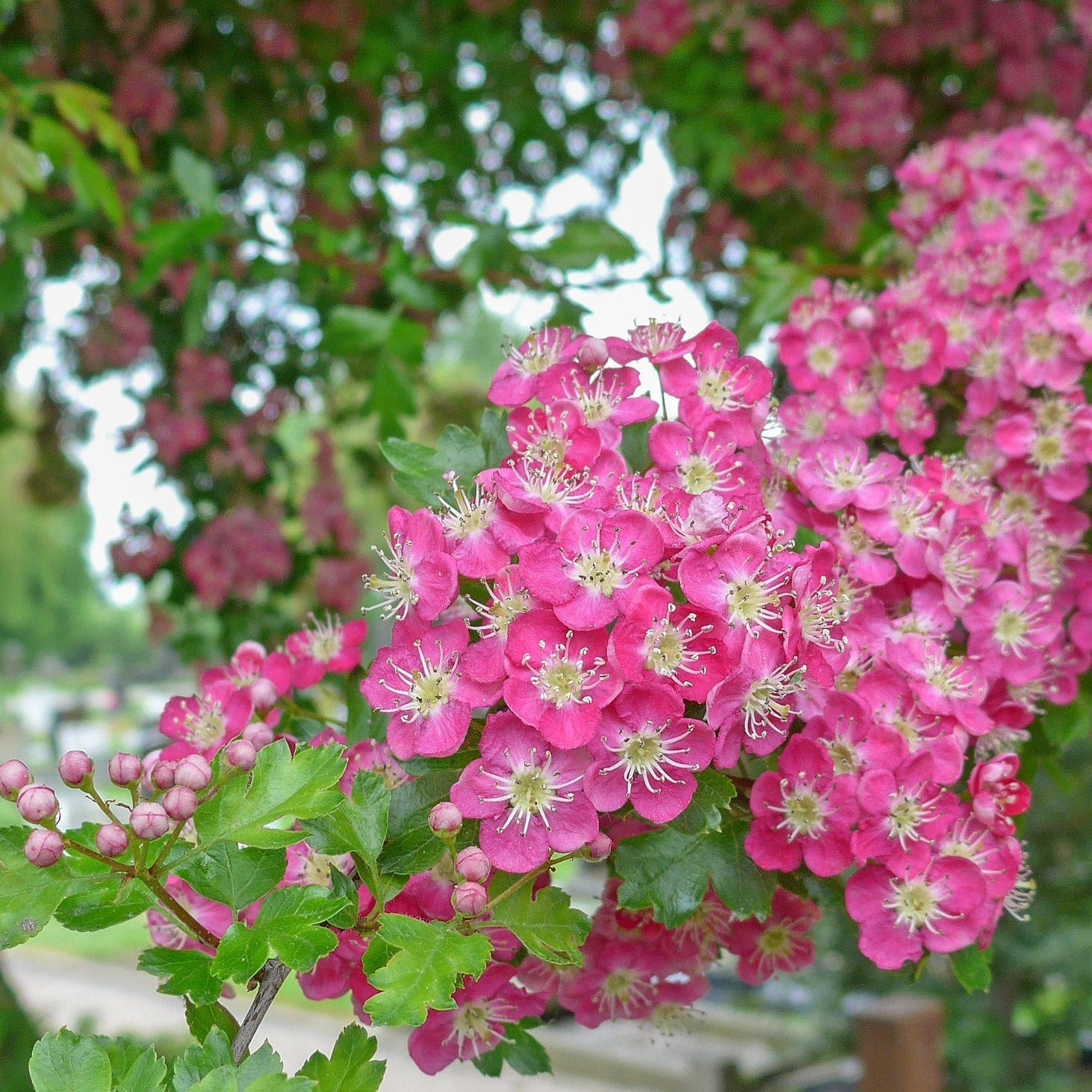Midland Hawthorn Tree | Crataegus laevigata ‘Crimson Cloud’