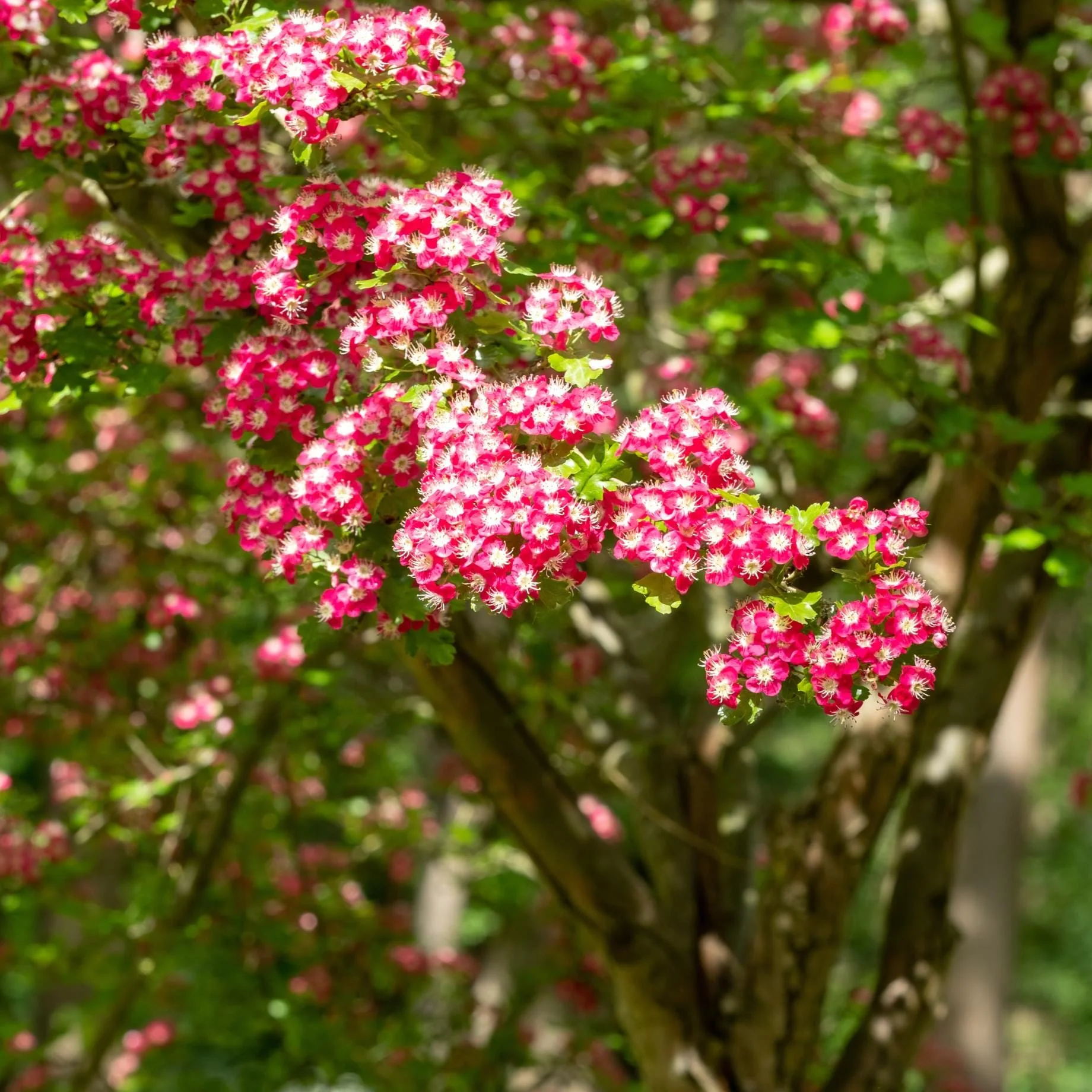 Midland Hawthorn Tree | Crataegus laevigata ‘Crimson Cloud’ - Image 2