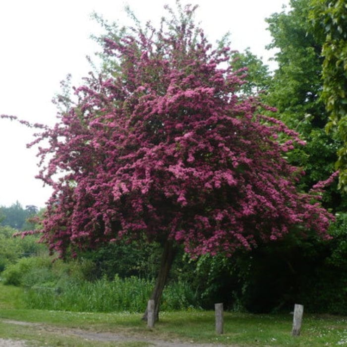 Midland Hawthorn Tree | Crataegus laevigata ‘Crimson Cloud’ - Image 3