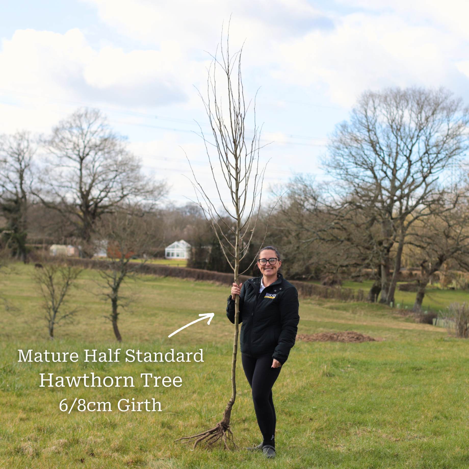 Midland Hawthorn Tree | Crataegus laevigata ‘Crimson Cloud’ - Image 5